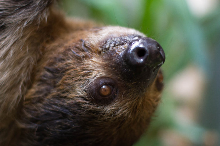 Baby bradipo nasce in diretta ripreso da un visitatore