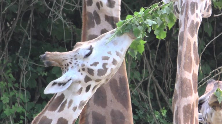 Giraffe a rischio estinzione, quella del Kilimangiaro la più esposta