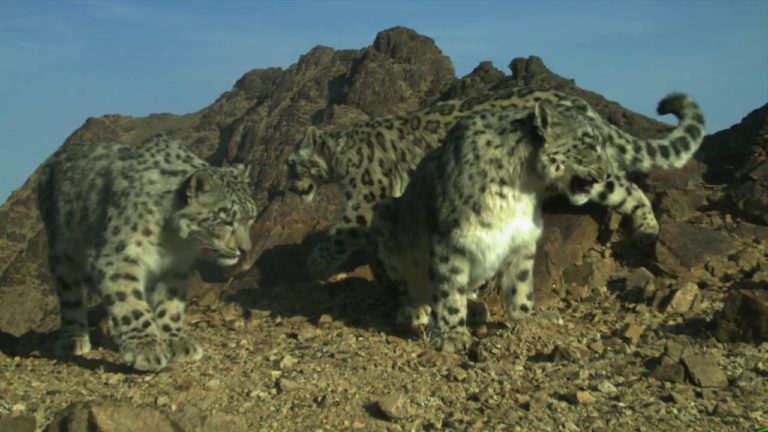 Mongolia: dove prima si estraevano minerali, ecco una mamma leopardo delle nevi con 3 piccoli!