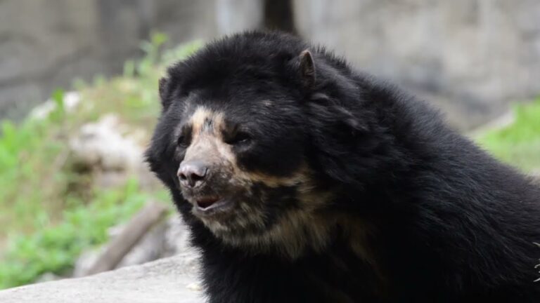 Addio a Luis, l’orso andino più anziano d’Europa