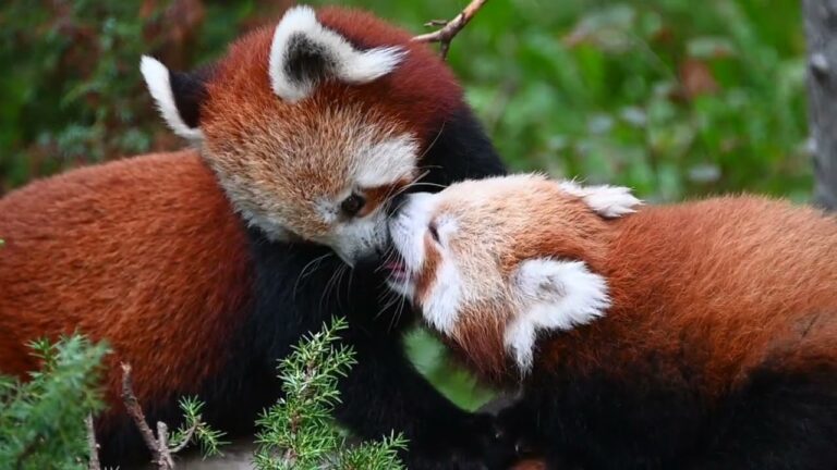 Panda rosso, arrivano i figli e c’è meno tempo per la coppia