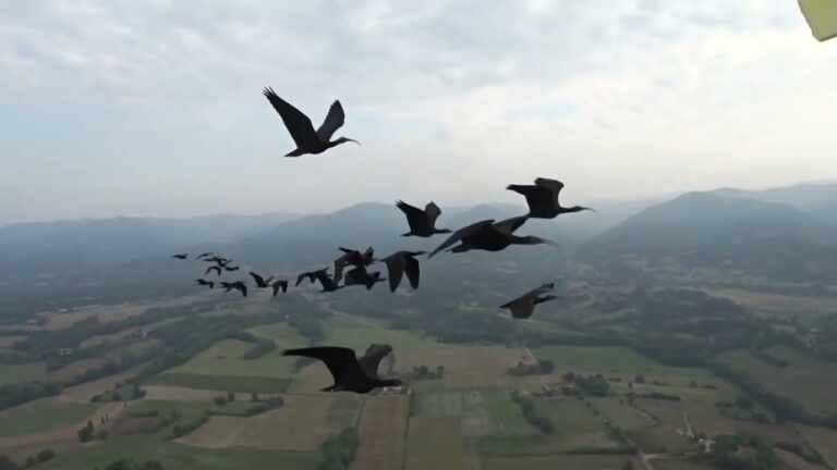 Ibis eremita, 6 uccelli abbattuti: anno record per il bracconaggio