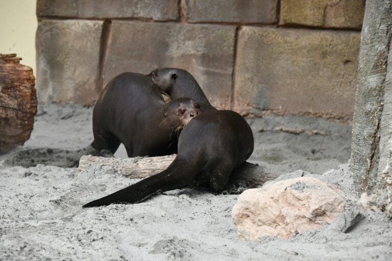 Arrivano Madeira e Pedro: è amore a prima vista per le uniche due lontre giganti d’Italia